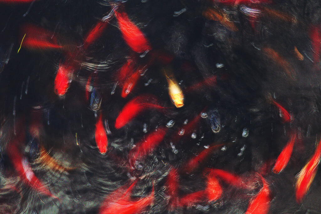 Elizme - fish motion blur