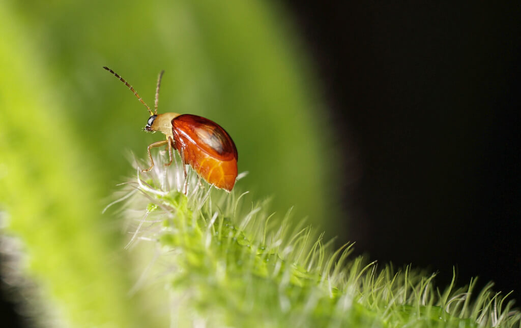 Arthur Lee - Leaf Beetle texture