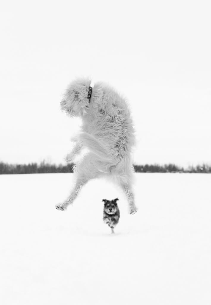 dog jump forced perspective