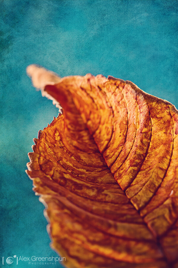 alexgphoto - Road to Autumn