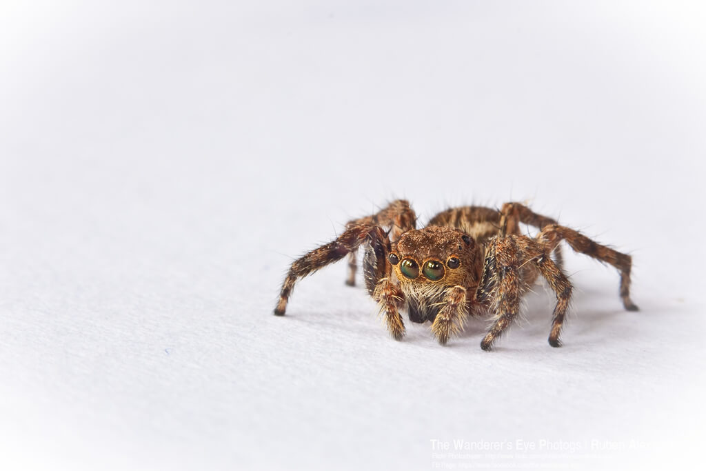 ruben alexander - spider infinity cove