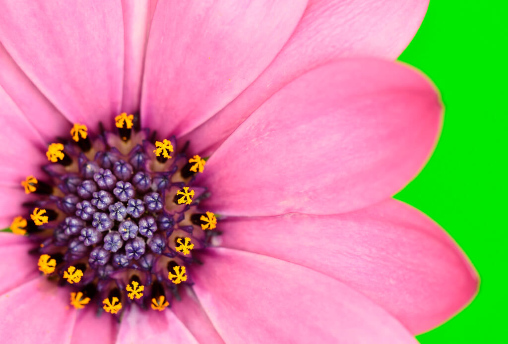 Steven Scott - Pink flower - pictures of flowers