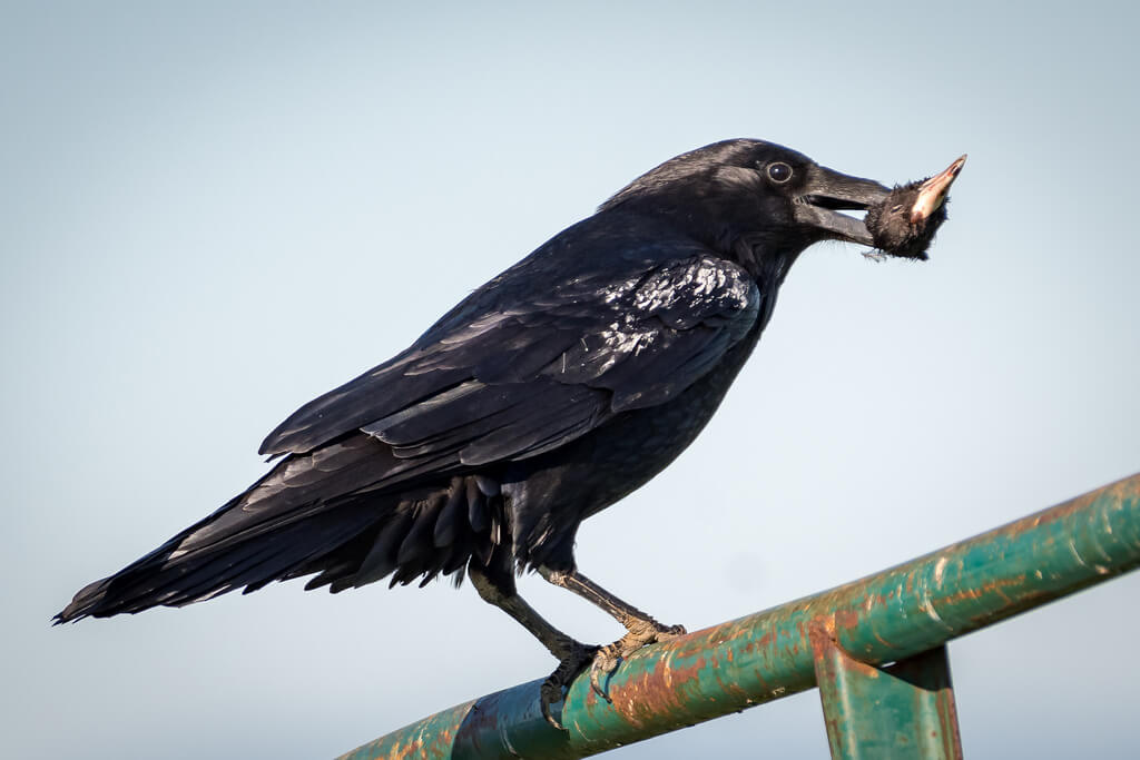 Becky Matsubara - Common Raven with Coot’s Head