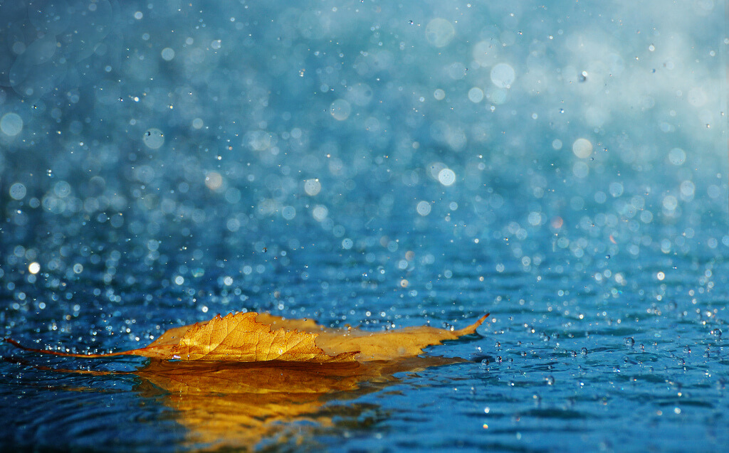 Slavina Bahchevanova - Fallen leaf in rain