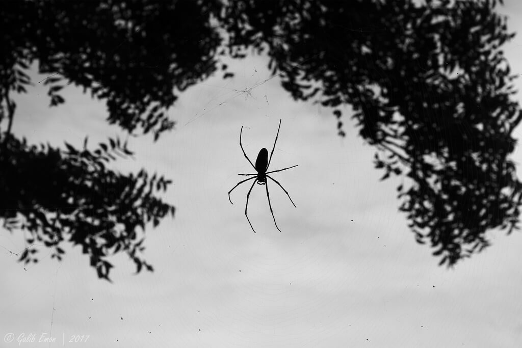 Galib Emon - spider framing composition