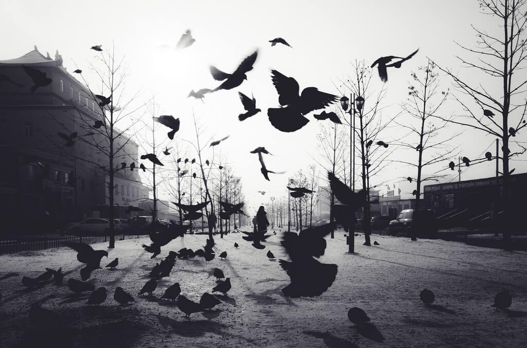 Shirren Lim - birds silhouette