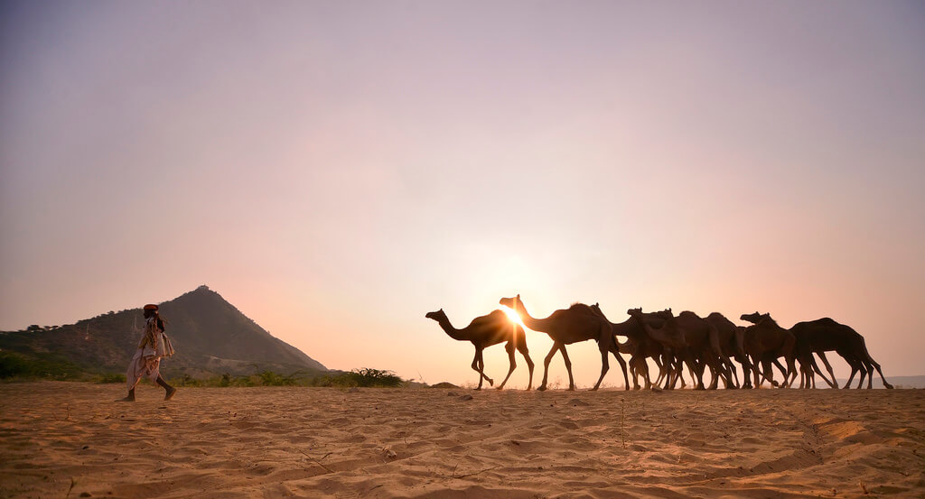 Nimit Nigam - Sunset walk from Pushkar Camel Fair