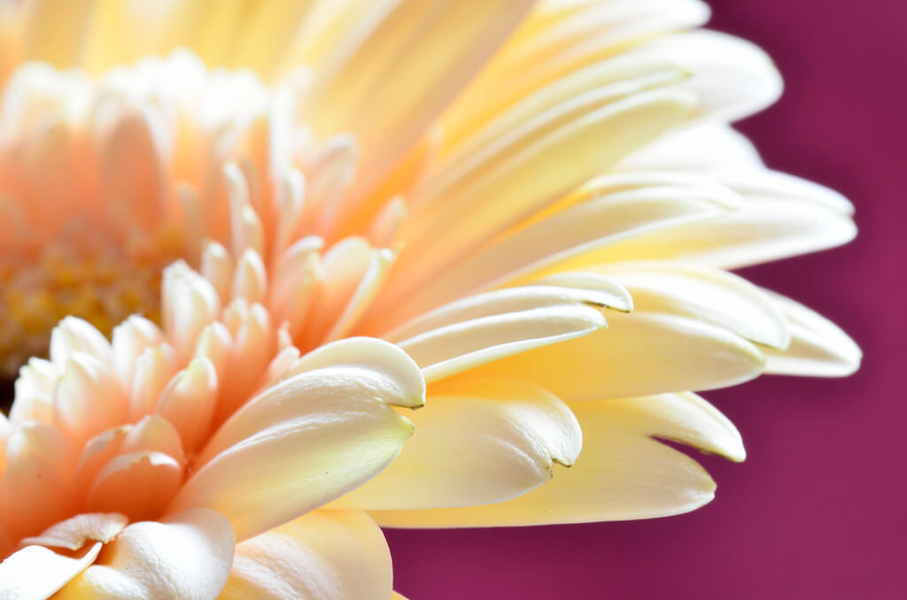 Steven Scott - flower fill the frame