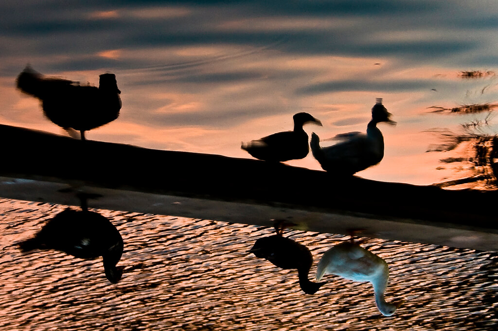 mario - sunset reflected flipped image