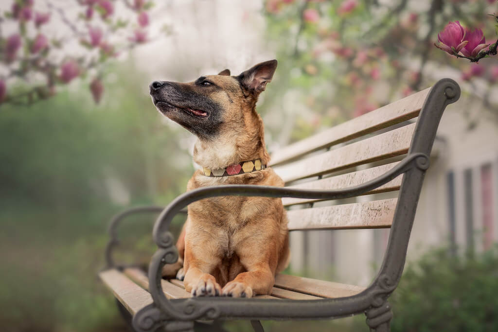 Katie McLellan dog on bench