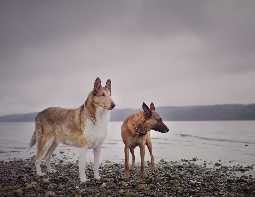 Katie McLellan two dogs