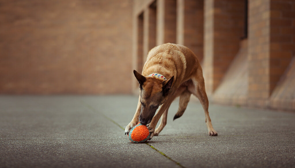 Katie McLellan dog with ball