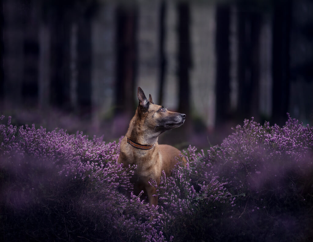 Katie McLellan dog lavender