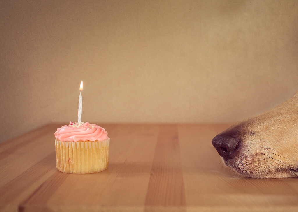 Katie McLellan cupcake dog