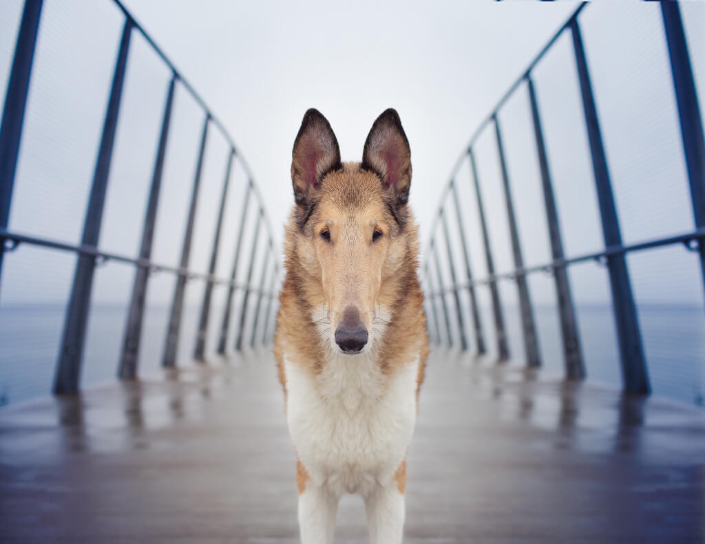 Katie McLellan collie symmetry