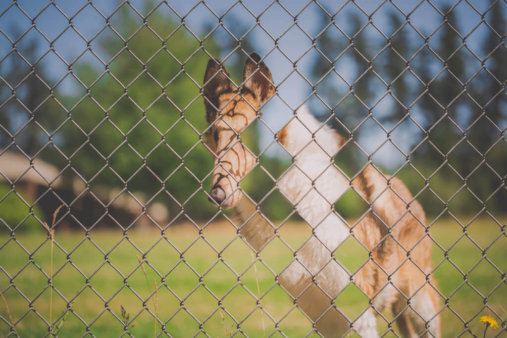 Katie McLellan dog photo manipulation