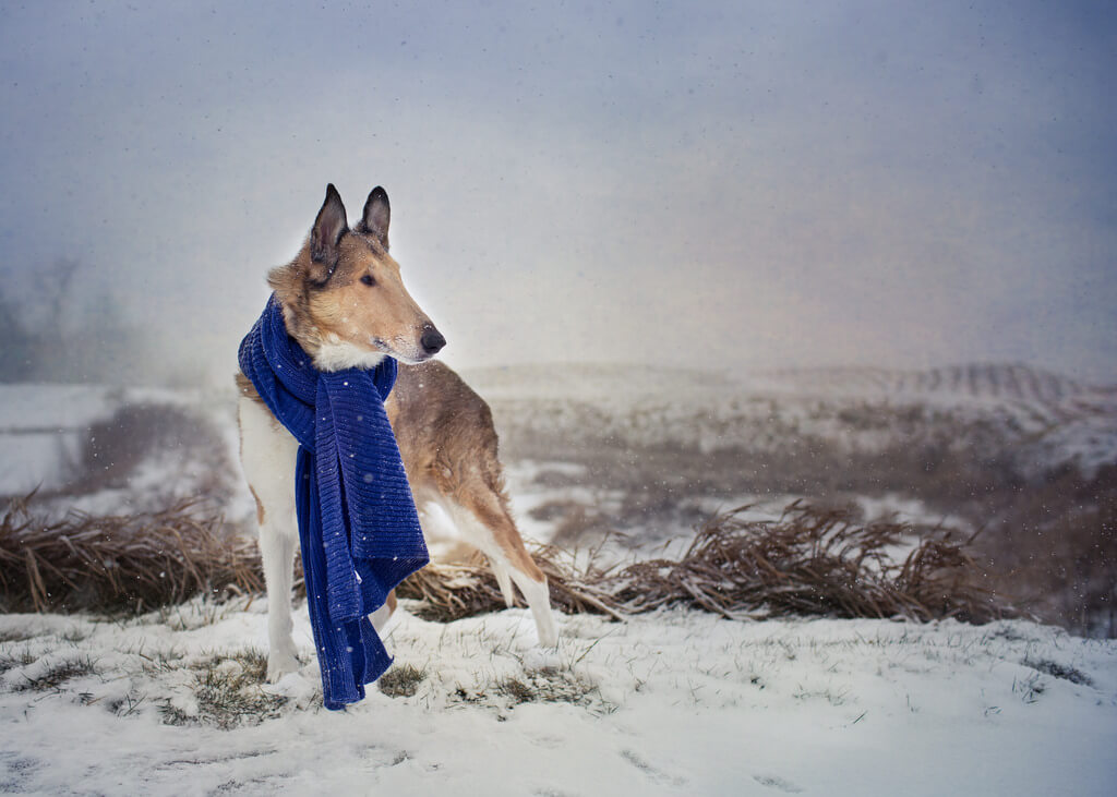 Katie McLellan dog scarf