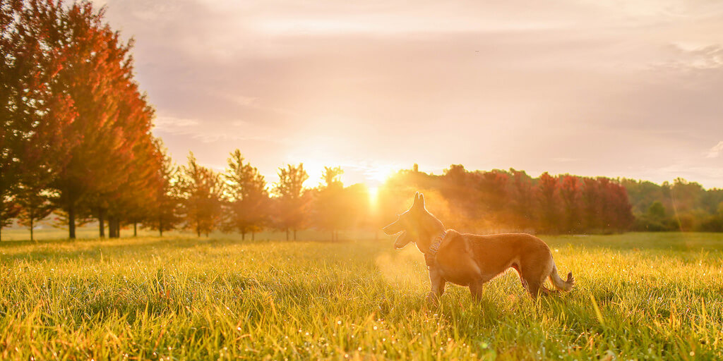 Katie McLellan dog in field