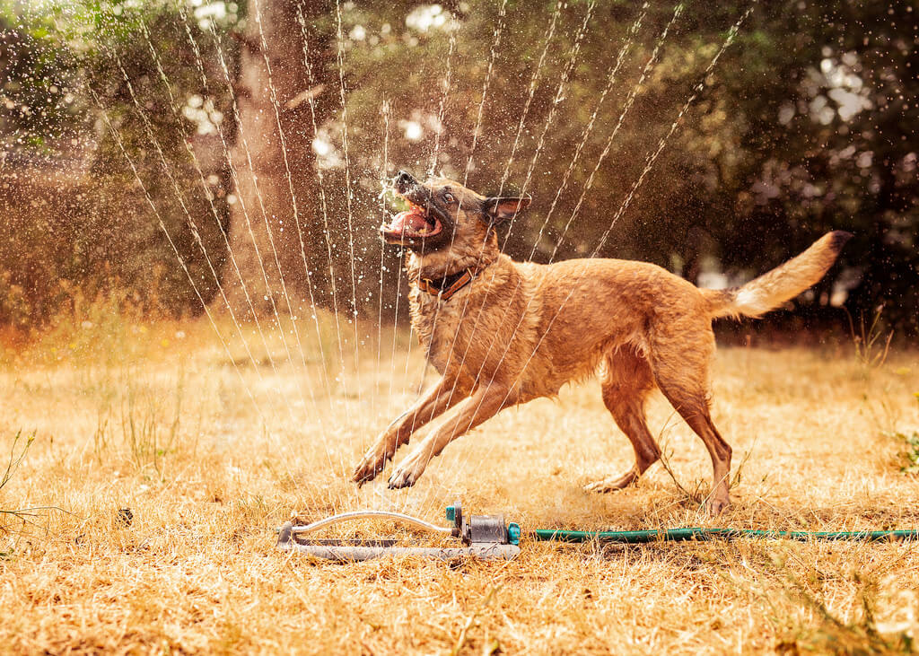 Katie McLellan dog sprinkler
