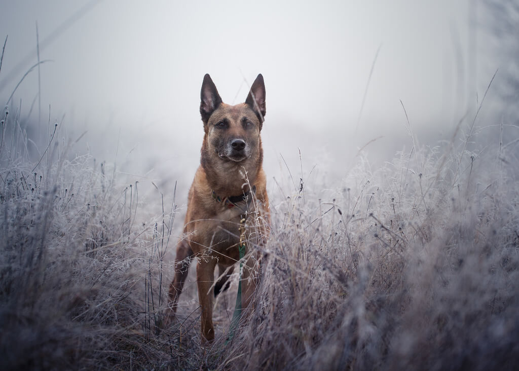 Katie McLellan Belgian Malinois
