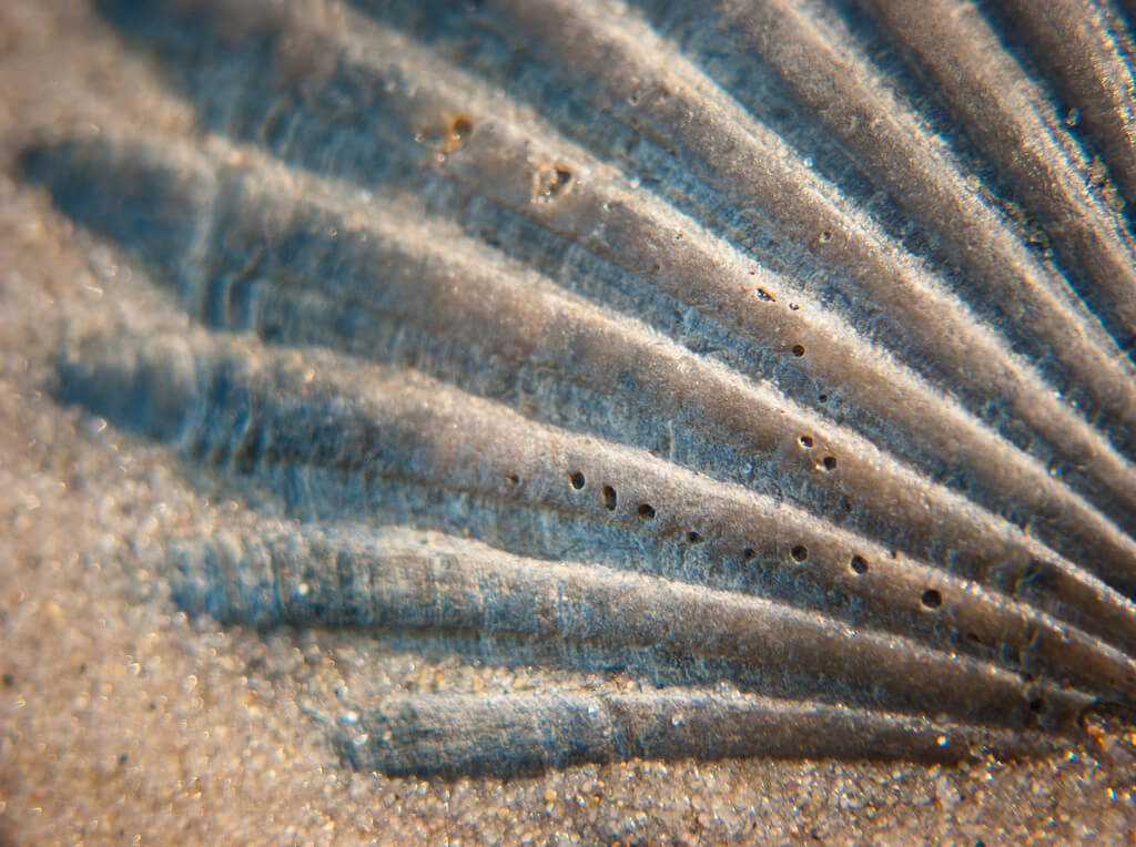 Maggie McCain - Fossil Beach, York River State Park