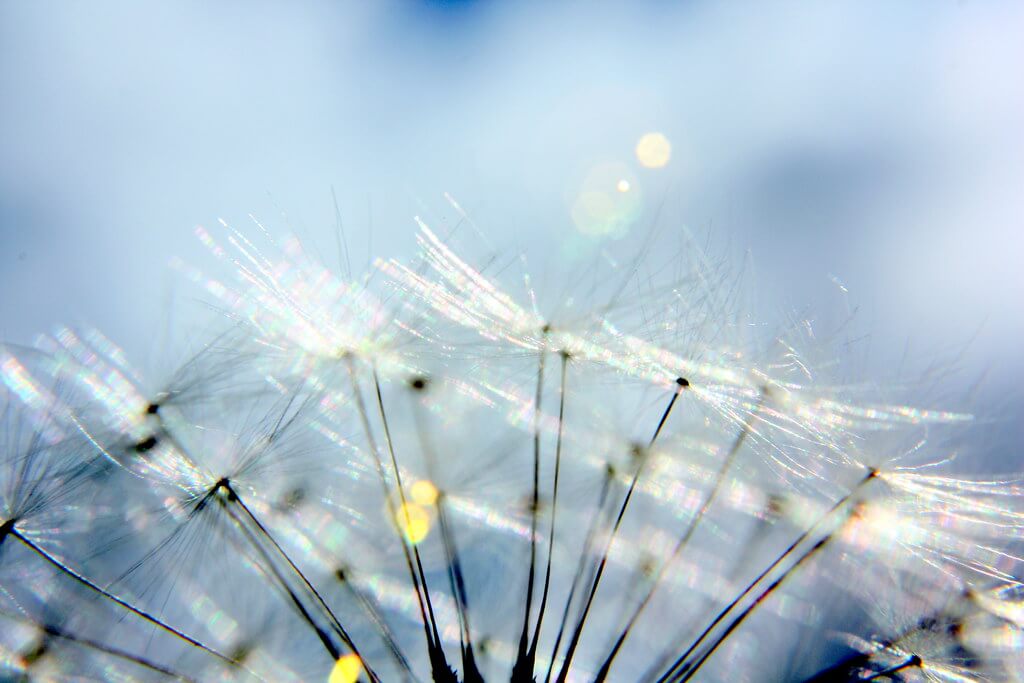 Martin Fisch - feathery dandelion
