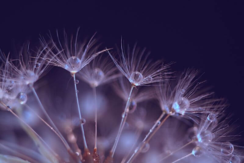 strelitzia — - dew dandelion