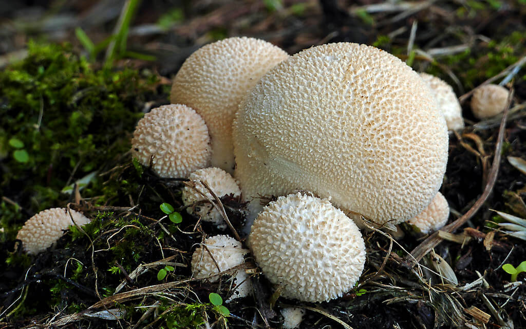 fungi photos of Lycoperdon pyriforme (Pear-shaped puffball)