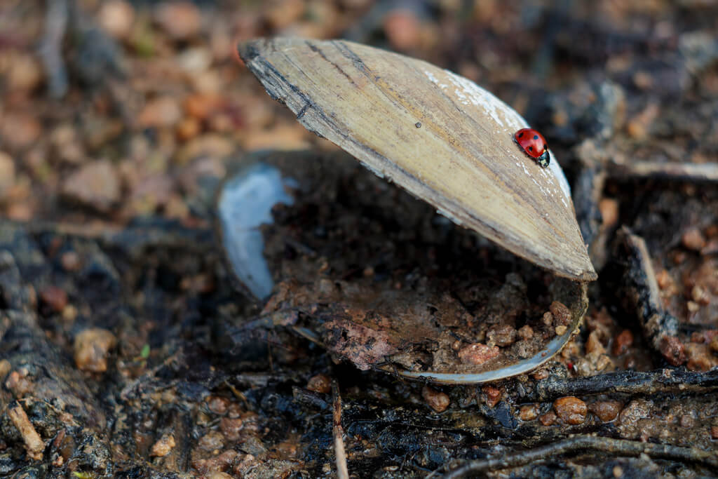 Karel Macalik - The Clam Shell and The Ladybug