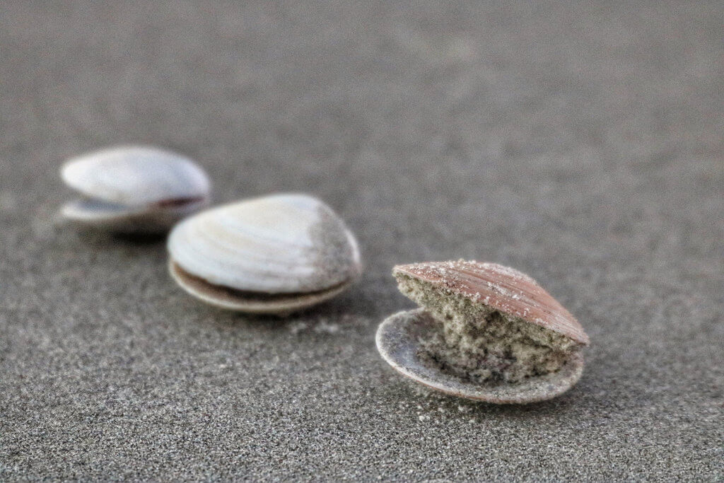 Mark Gunn - clams in a row