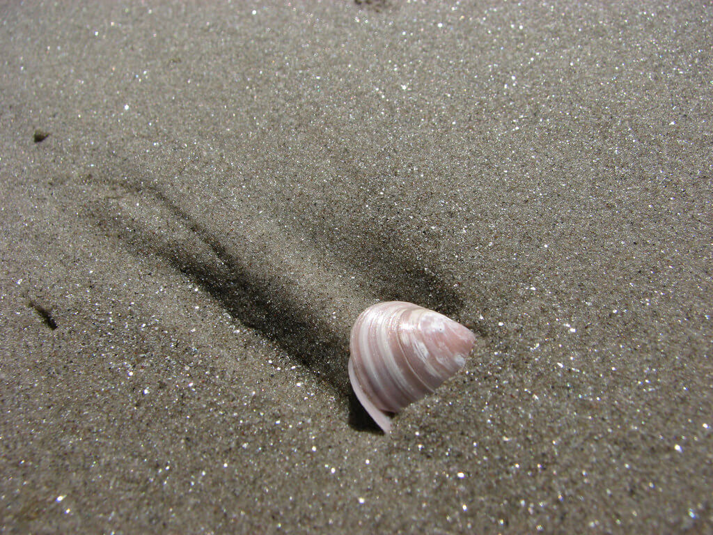 Егор Журавлёв - Gulf of Riga shell