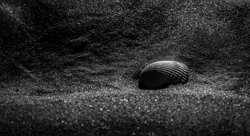 Matthew Johnson - Shell
