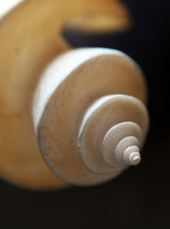 Sherri Yezbick-Taylor - Shell
