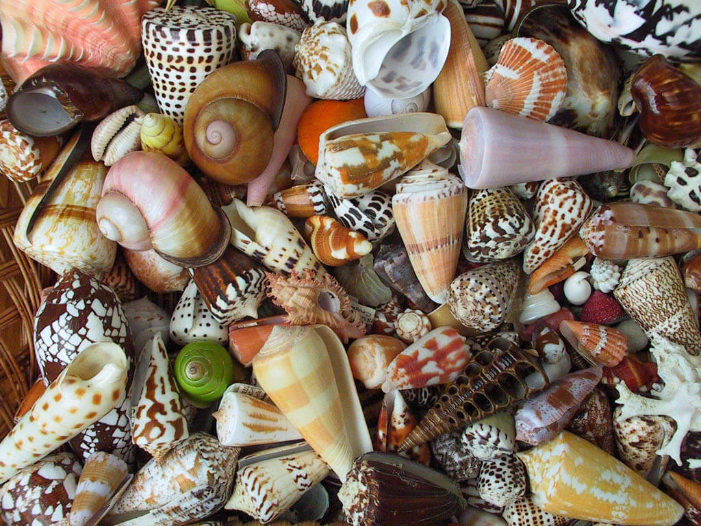 Dennis Hill - shell