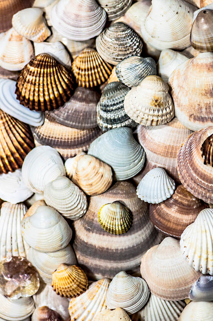 Sole Perez - SHELLS