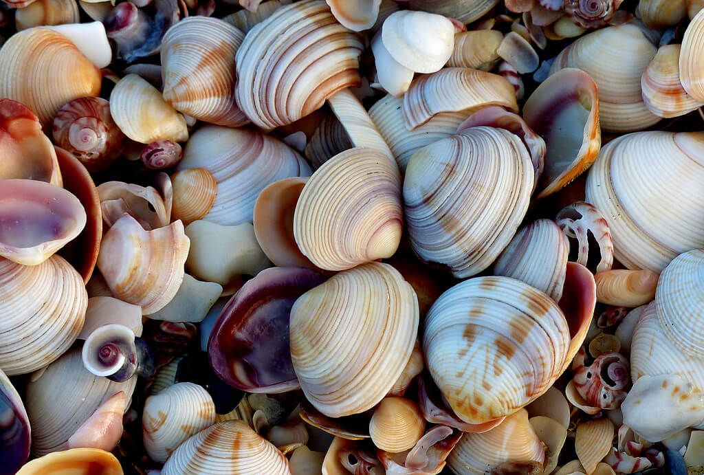 Bernard Spragg. NZ - Shell beach