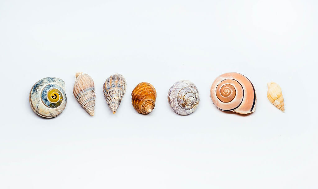 Marco Verch - Muscheln und Schneckenhäuser vor weißem Hintergrund