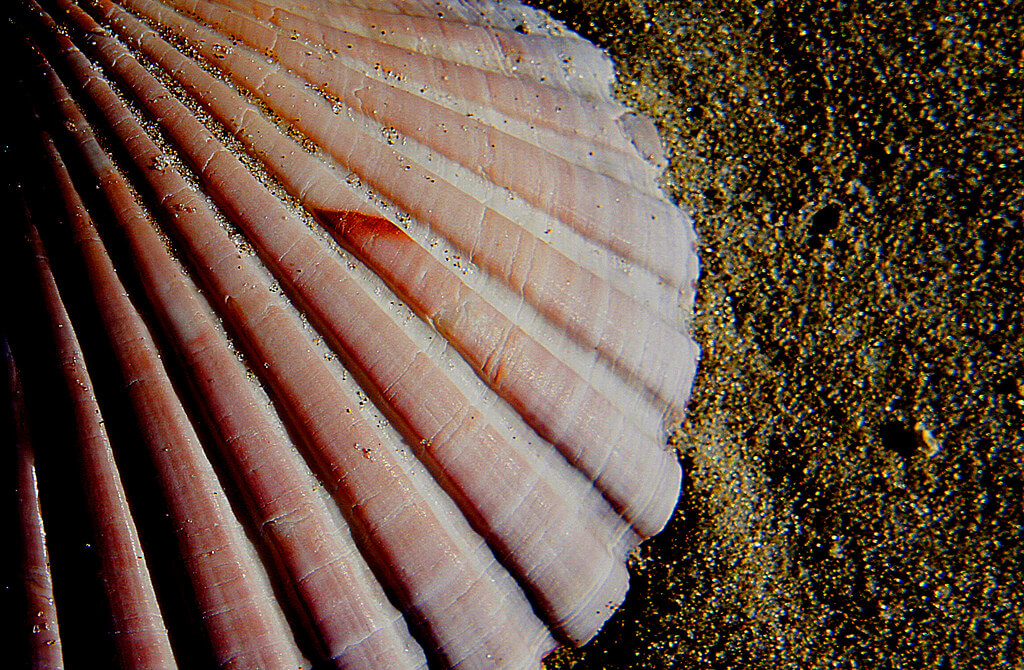 Bernard Spragg. NZ - Scallop shell