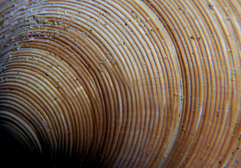 Bernard Spragg. NZ - Sea Shells