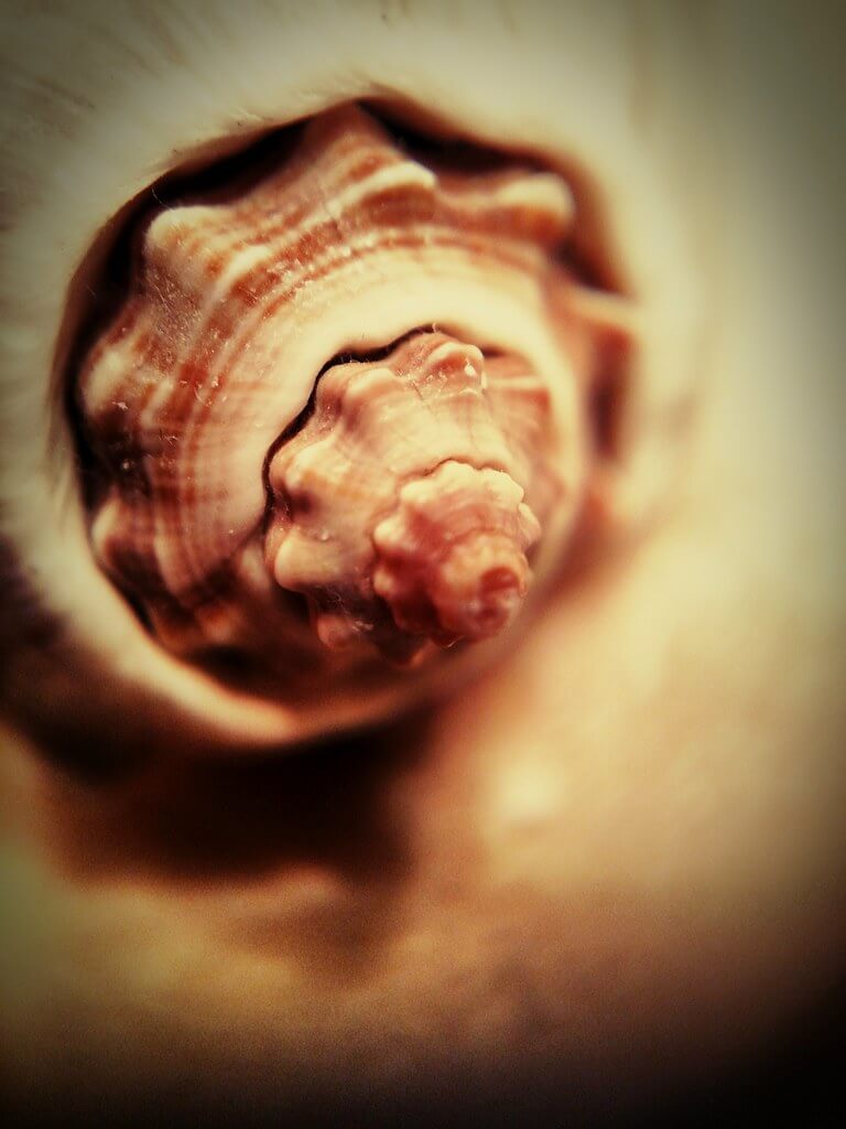 Thad Zajdowicz - Seashell