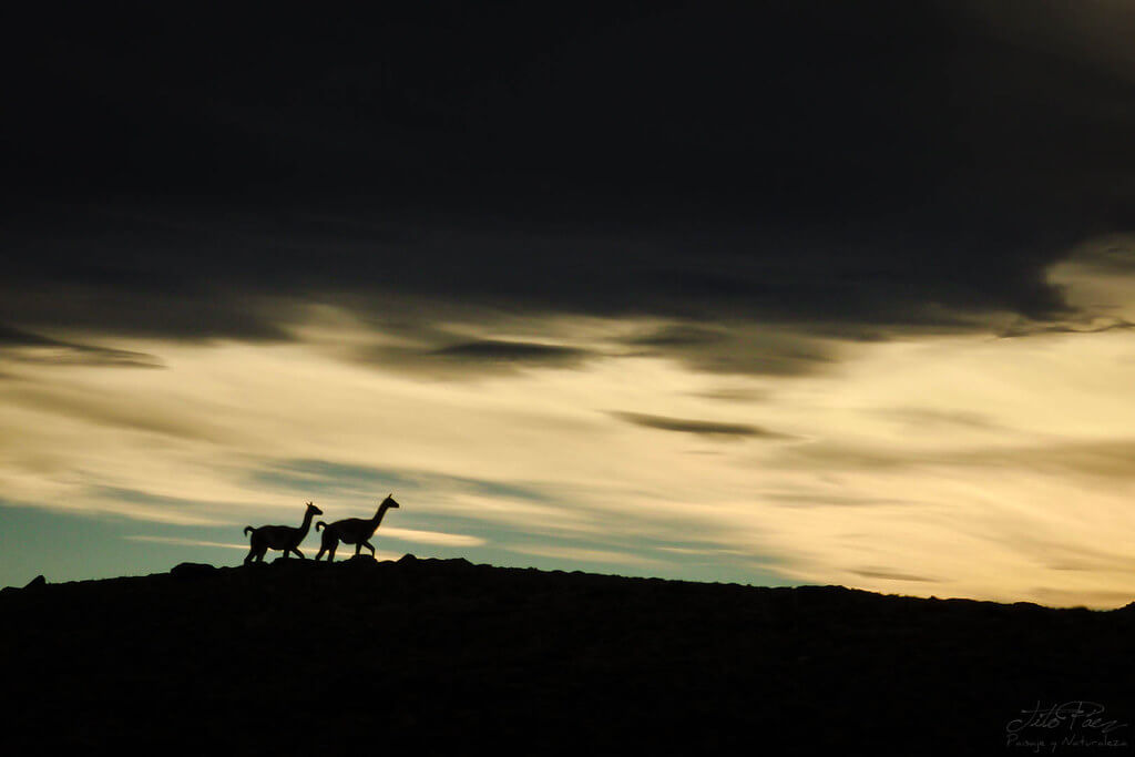 Gerardo “Tito” Paez - Two guanacos in Patagonia