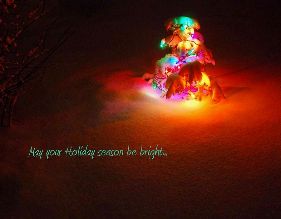 Carolyn D’Alessandro - Christmas tree in snow