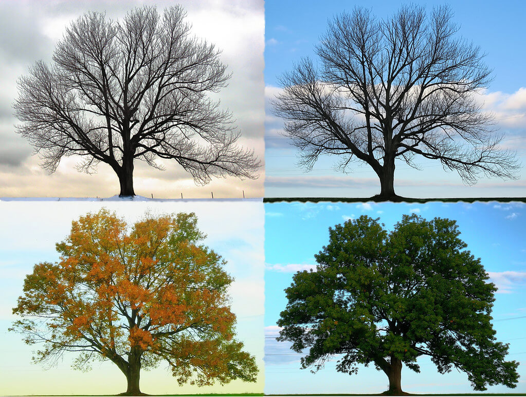 Four Seasons - Longbridge Road