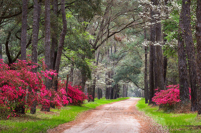 Dave Allen - Charleston South Carolina Edisto Island