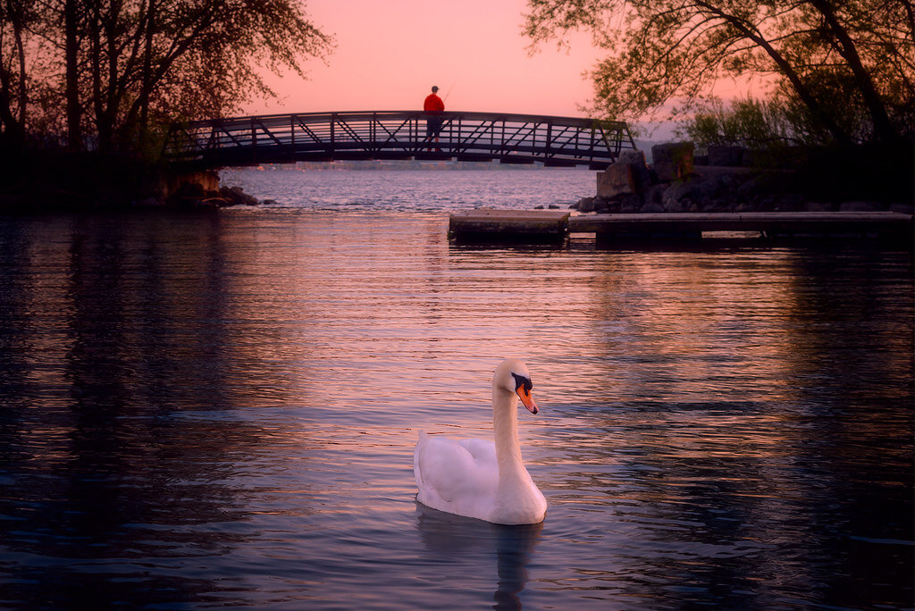Jim Smith - swan