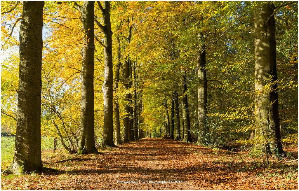 Chris van Kan - Fall, Netherlands