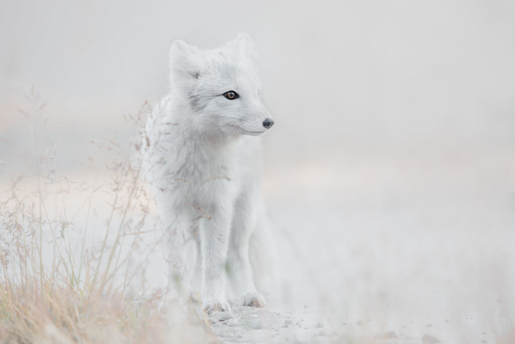 Roelof de Hoog - animal in snow