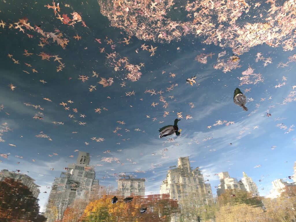 Wind Storm