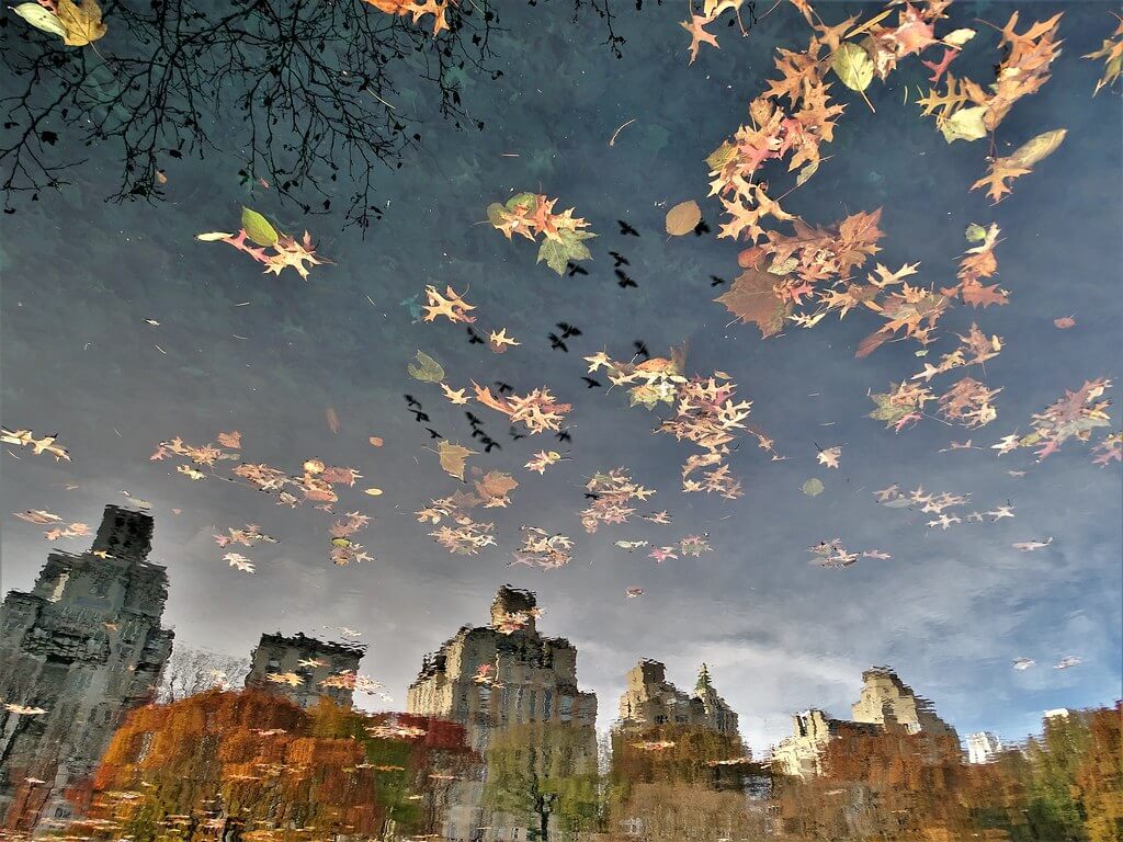 Fall Migration