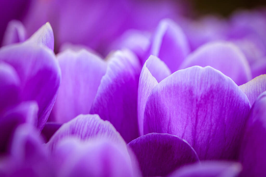 Joe - Crocuses